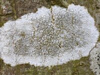 Witte schotelkorst  Lichen Lecanora chlarotera on the bark of a tree, Hummelo, Gelderland, Netherlands : close up, closeup, color, colour, Dutch, flora floral, Holland, horizontal, Lecanora chlarotera, lichen, macro, nature natural, Netherlands, tree