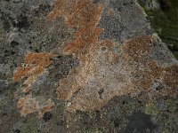 Lecidea lithophila 6, Zwarte granietkorst, Saxifraga-Jan van der Straaten