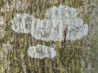 Lichen on bark of  tree  Lecidella elaeochroma : bark, black, Lecidella elaeochroma, lichen, natural, tree,nature, white
