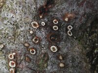 Leucostoma niveum 2, Saxifraga-Rutger Barendse