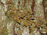 Lobaria pulmonaria 16, Longenmos, Saxifraga-Hans Grotenhuis