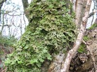 Lobaria pulmonaria 2, Saxifraga-Sasha van der Sleesen