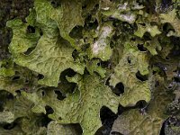 Lobaria pulmonaria 3, Saxifraga-Willem van Kruijsbergen