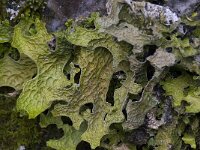 Lobaria pulmonaria 4, Saxifraga-Willem van Kruijsbergen