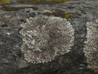 Parmelia saxatilis 14, Blauwgrijs steenschildmos, Saxifraga-Jan van der Straaten