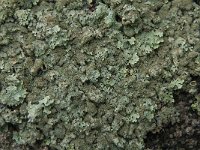 Parmelia saxatilis 19, Blauwgrijs steenschildmos, Saxifraga-Jan van der Straaten