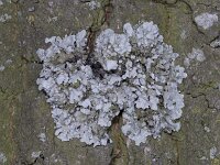 Parmelia sulcata 11, Gewoon schilmos, Saxifraga-Ab H Baas