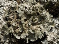 Parmelia sulcata 12, Gewoon schildmos, Saxifraga-Willem van Kruijsbergen