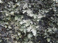 Parmelia sulcata 14, Gewoon schildmos, Saxifraga-Jan van der Straaten