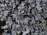 Parmelia sulcata 4, Gewoon schildmos, Saxifraga-Willem van Kruijsbergen