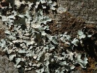 Parmelia sulcata 6, Gewoon schildmos, Saxifraga-Jan van der Straaten