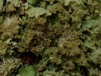 Platismatia glauca 2, isidi-en, Groot boerenkoolmos, Saxifraga-Willem van Kruijsbergen