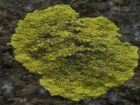 Pleopsidium chlorophanum 4, Saxifraga-Willem van Kruijsbergen