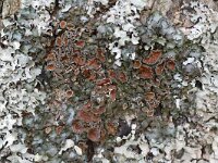 Pleurosticta acetabulum