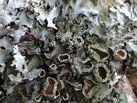 Pleurosticta acetabulum 3, Olijfschildmos, Saxifraga-Willem van Kruijsbergen