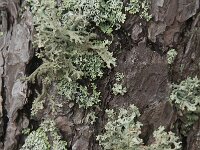 Pseudevernia furfuracea 11, Purper geweimos, Saxifraga-Jan van der Straaten