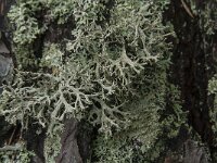 Pseudevernia furfuracea 14, Purper geweimos, Saxifraga-Jan van der Straaten