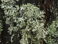 Pseudevernia furfuracea 15, Purper geweimos, Saxifraga-Jan van der Straaten