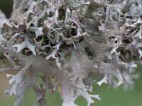 Pseudevernia furfuracea 3, Purper geweimos, Saxifraga-Willem van Kruijsbergen