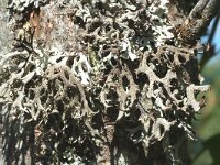 Pseudevernia furfuracea 6, Purper geweimos, Saxifraga-Jan van der Straaten