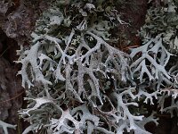 Pseudevernia furfuracea 7, Purper geweimos, Saxifraga-Willem van Kruijsbergen
