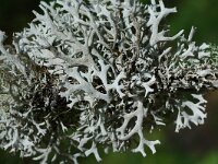 Pseudevernia furfuracea 9, Purper geweimos, Saxifraga-Willem van Kruijsbergen