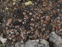 Psora decipiens 3, Saxifraga-Willem van Kruijsbergen