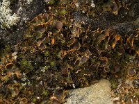 Solorina crocea 12, Saxifraga-Willem van Kruijsbergen