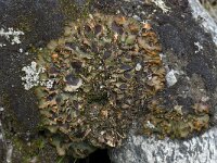 Solorina crocea 4, Saxifraga-Willem van Kruijsbergen