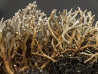 Sphaerophorus globosus 3, Saxifraga-Willem van Kruijsbergen