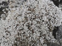 Squamarina lentigera 3, Saxifraga-Willem van Kruijsbergen