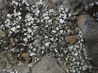 Squamarina lentigera 7, Saxifraga-Willem van Kruijsbergen