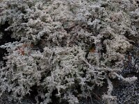 Stereocaulon paschale 2, Saxifraga-Willem van Kruijsbergen