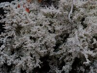 Stereocaulon paschale 3, Saxifraga-Willem van Kruijsbergen