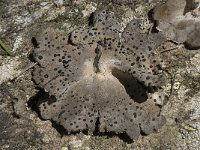Umbilicaria crustulosa 3, Saxifraga-Willem van Kruijsbergen