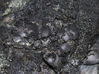 Umbilicaria havaasii