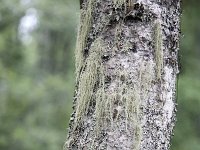 Gewoon baardmos  Beard lichen Usnea subfloridana growing on a birch : Beard Lichen Treemoss, color, colour, Europe European, nature natural, rural, Scandinavia Scandinavian, summer, Sweden Swedish, tree, vertical, Old Man's Beard