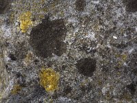 Gewone stippelkorst  Close up of the crust shaped lichen Verrucaria nigrescens (dark grey) on basalt, Streefkerk, South-Holland, Netherlands : basalt stone, color, colour, crust, Dutch, Holland, horizontal, lichen, Netherlands, Verrucaria nigrescens