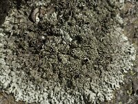 Xanthoparmelia conspersa 10, Granietschildmos, Saxifraga-Willem van Kruijsbergen