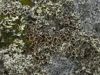 Xanthoparmelia conspersa 14, Granietschildmos, Saxifraga-Jan van der Straaten