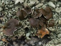 Xanthoparmelia conspersa 16, Granietschildmos, Saxifraga-Willem van Kruijsbergen