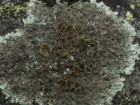 Xanthoparmelia conspersa 17, Granietschildmos, Saxifraga-Willem van Kruijsbergen