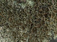 Xanthoparmelia conspersa 18 Granietschildmos, Saxifraga-Willem van Kruijsbergen