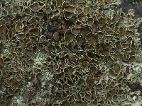 Xanthoparmelia conspersa 19, Granietschildmos, Saxifraga-Willem van Kruijsbergen