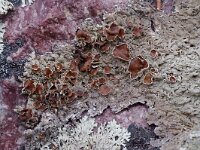 Xanthoparmelia conspersa 2, Granietschildmos, Saxifraga-Willem van Kruijsbergen