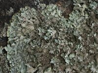 Xanthoparmelia conspersa 22, Granietschildmos, Saxifraga-Willem van Kruijsbergen