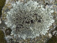 Xanthoparmelia conspersa 23, Granietschildmos, Saxifraga-Willem van Kruijsbergen