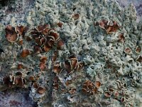 Xanthoparmelia conspersa 3, Granietschildmos, Saxifraga-Willem van Kruijsbergen