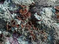 Xanthoparmelia conspersa 4, Granietschildmos, Saxifraga-Willem van Kruijsbergen