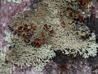 Xanthoparmelia conspersa 5, Granietschildmos, Saxifraga-Willem van Kruijsbergen